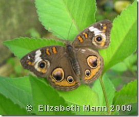 Buckeye croped for book