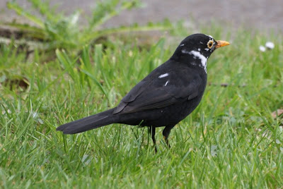 Merel - Klyster - Turdus merula