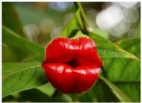 Hooker’s lips flower is also known as Mick Jagger’s Lips, flower lips, Hot Lips is one of the unusual flowers in the world.