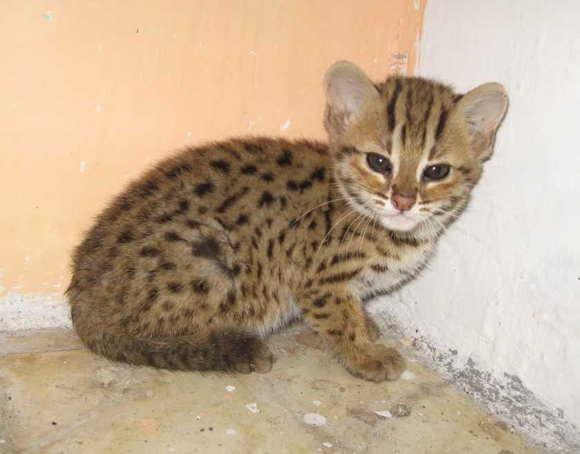 Foto Kucing Hutan Sang Leopard yang Lucu dan Imut 