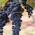 See The Grape for Red Wine and White Wine