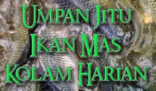 racikan umpan ikan mas kolam harian yang mudah di buat ✓