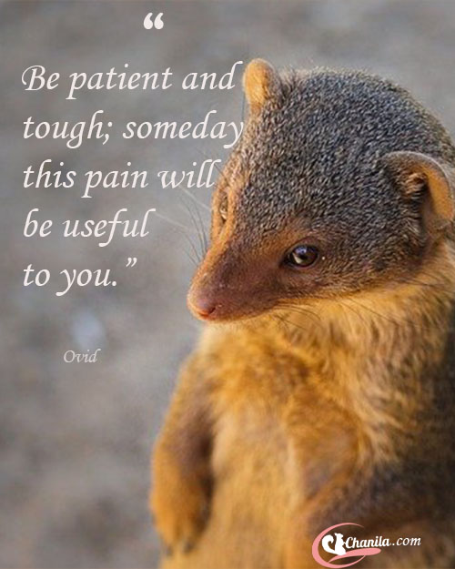 Quotes on Patience, best Patience Parenting,  quotes, quotes about Patience, future quotes, amazing Patience quotes, all Patience quotes,  quotes, deep Patience quotes,  quotes, Deep quotes, emotional quotes, best emotional quotes, encouraging quotes, Inspirational quotes. Freedom quotes, future quotes, focus quotes, life changing Quotes, life quotes, quotes to get success. Love quotes, relationship quotes, famous quotes, Friendship quotes. , Funny quotes, good quotes, gratitude quotes, humility quotes, humanity quotes, honesty quotes, hope quotes, best teaching quotes, life quotes, best quotes, motivational quotes, Amazing quotes, amazing teaching quotes, inspirational quotes, quotes, inner peace quotes, Knowledge quotes, Leadership quotes, Learning quotes, Loneliness quotes, Maturity quotes, Meditation quotes, Mind quotes, Money quotes, Music quotes, Nature quotes, Never Give Up, Never Give Up quotes, pain quotes, Parenting quotes, Patience quotes