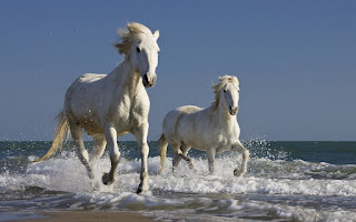 LATEST HORSE HD WALLPAPER FREE DOWNLOAD 22