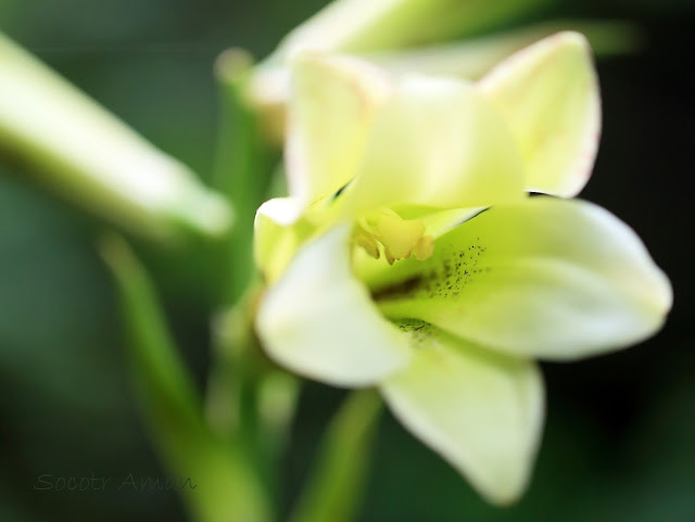 Cardiocrinum cordatum