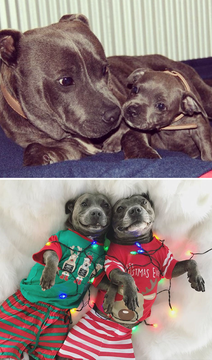 50 Heart-Warming Photos of Animals Growing Up Together - Adorable Pit Bulls Growing Up Together