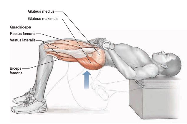 Muscles worked by the hip thurst