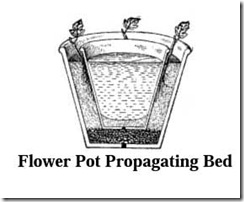 flowerpotpropagation