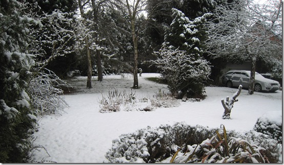 Back Garden