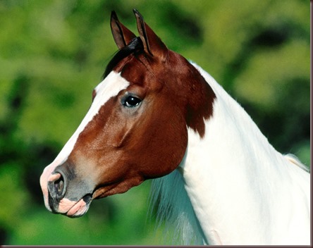 Amazing Animals Pictures Horse (11)