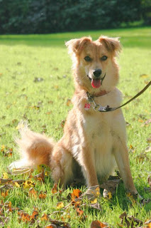 Basque Shepherd Dog Picture