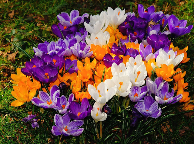 How to plant and grow Crocus bulbs