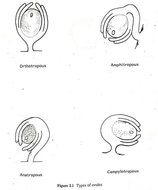Gametogenesis - Spermatogenesis - Oogenesis