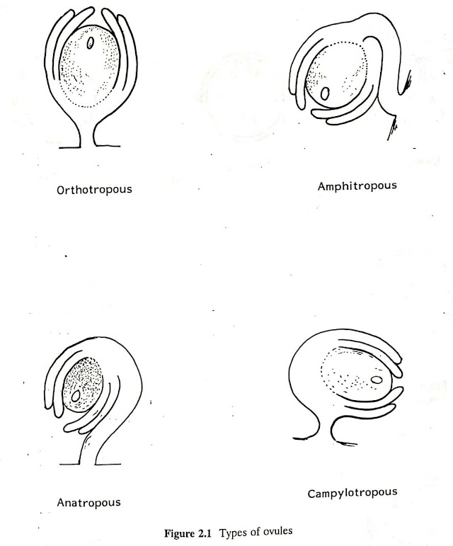 Gametogenesis - Spermatogenesis - Oogenesis