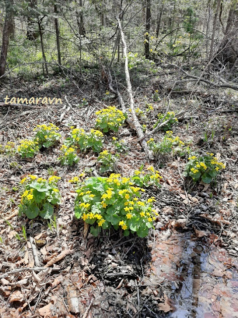 Калужница лесная (Caltha silvestris)