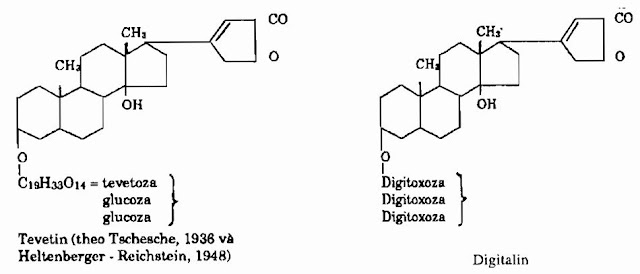 Thành phần hóa học Cây Thông Thiên - Thevetia neriifolia - Nguyên liệu làm thuốc Chữa bệnh Tim