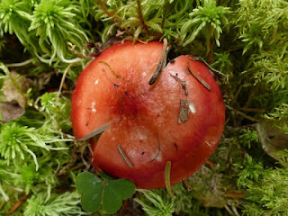 Russule de Peck - Russula peckii - Russule rouge