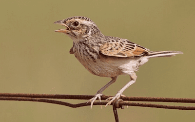 burung branjangan bakalan