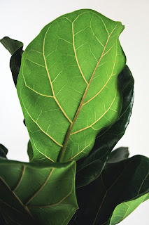 Fiolinfiken, Ficus lyrata, i potte