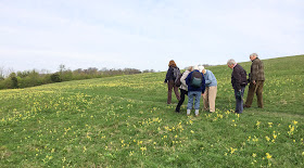 Kemsing Down's cowslips with some of the Orpington Field Club on 12 April 2014.