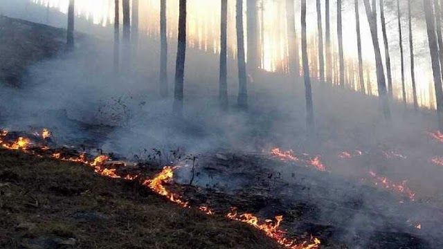 जंगल में आग लगा रहे व्यक्ति पर मुकदमा दर्ज