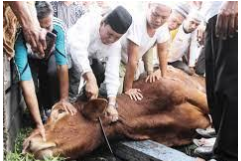  Tata Cara Penyembelihan Hewan Qurban Sesuai Sunnah Rasulullah SAW.