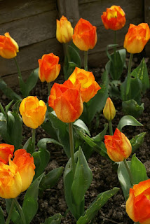 Tulipes Greigii - Tulipa Easter surprise - Tulipe Easter surprise - Tulipe Greigii Easter surprise