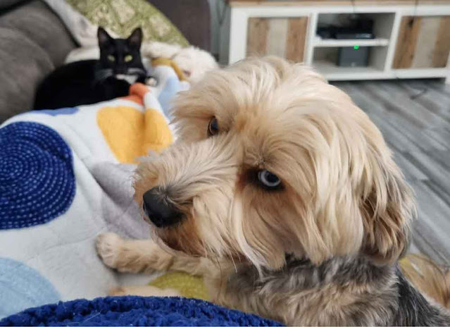 Yorkie laying with the cat