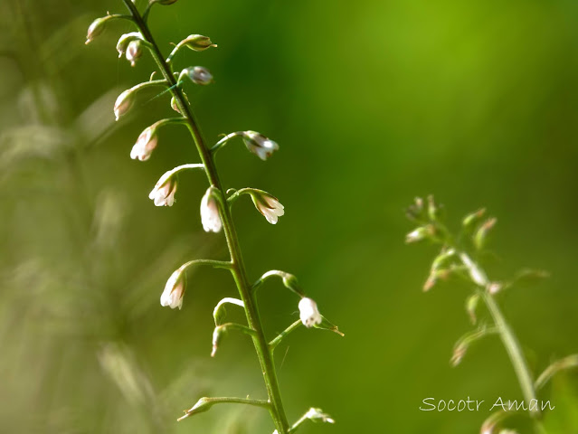 Lysimachia acroadenia