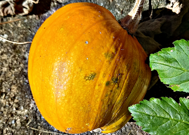 My home grown pumpkin