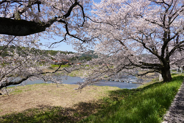 法勝寺川桜並木道　ソメイヨシノ桜　桜トンネル