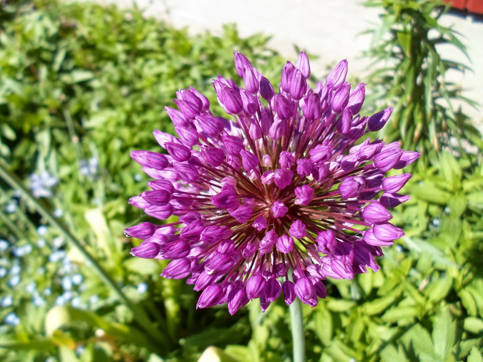 Allium Purple Sensation