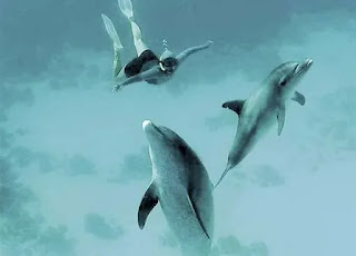 Campaign to save the life of the "cute" dolphin