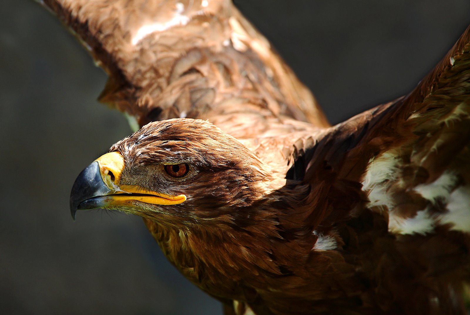 Animales a raudales     guila Real