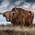 Brown Yak on Green and Brown Grass Field