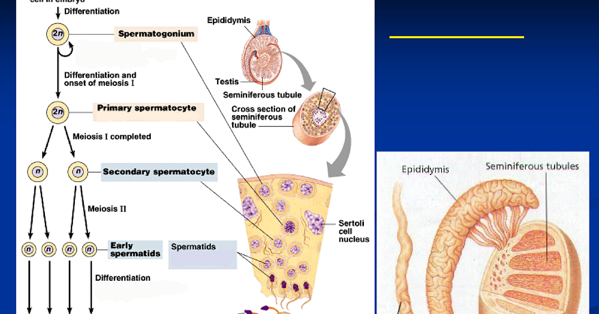 Gametogenesis Proses Spermatogenesis  dan Oogenesis Serta 