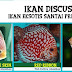 Jenis Ikan Discus Aquascape