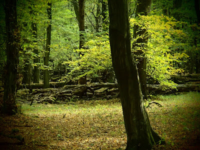 Puszcza Niepołomicka, rezerwat Lipówka, grzyby w październiku, grzyby 2015, ozorek dębowy, Fistulina hepatica, łuskwiak złotawy - Pholiota aurivella,  pieniężnica szerokoblaszkowa, Megacollybia platyphylla, Sromotnik smrodliwy [sromotnik bezwstydny] Phallus impudicus, czernidłak pospolity, Coprinopsis atramentaria, Purchawka gruszkowata, Lycoperdon pyriforme