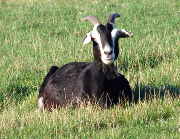 British Alpine Goat Characteristics, Uses & Origin