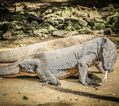 Taman Nasional Komodo: Exploring the Wild Side of Indonesia