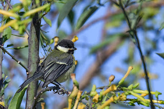 carbonero-comun-parus-major-juvenil-