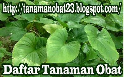 Tanaman Obat Nampu  (Homalomena occulta [Lour.] Schott.)