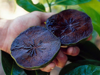 black sapote fruit images