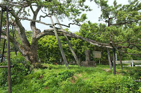 Pinus luchuensis,Okinawa Pine