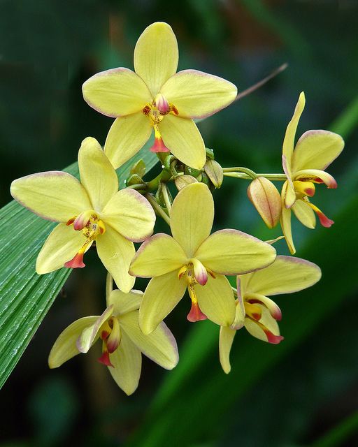 Yellow Ground Orchid