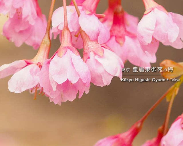 皇居東御苑の琉球寒緋桜