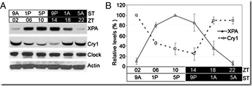 cry1-XPA
