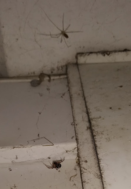 two spiders hanging clinging to the wall on our porch, snacking on night bugs. 