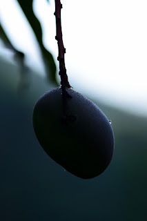 Mango on tree with water drop