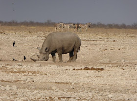 rinoceronte nero che beve all'etosha